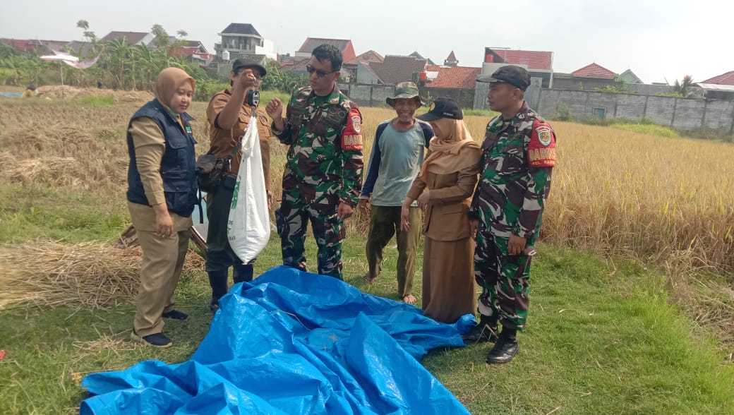 Babinsa Kesambi Laksanakan Kegiatan Sergab pada Panen Padi di Karyamulya